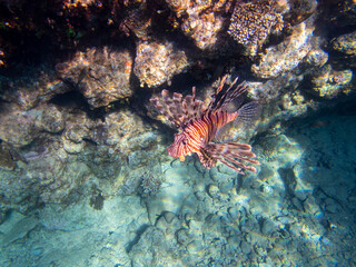 Pterois volitans or Lionfish Zebra in Red Sea coral reef, Egypt, Hurghada