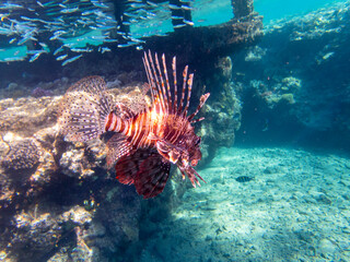 Pterois volitans or Lionfish Zebra in Red Sea coral reef, Egypt, Hurghada