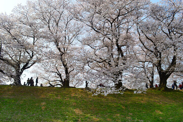 4月の京都府八幡市背割堤の満開の桜並木が綺麗
