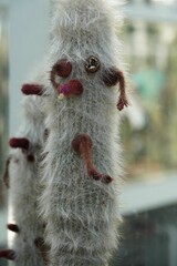 Vertical shot of a cleistocactus strausii also known as a silver torch or wooly torch