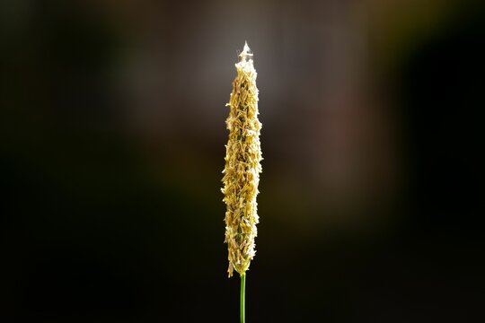 Macro shot of a meadow foxtail isolated on a blurred dark background