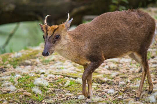 Closeup shot of muntjac in its natural habitat