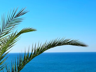 Plakat Palm tree leaves against blue sea and sky at summer.