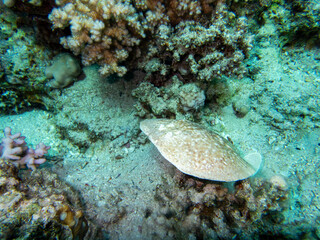 Fototapeta na wymiar Stingray at the bottom of the Red Sea, Egypt, Hurghada