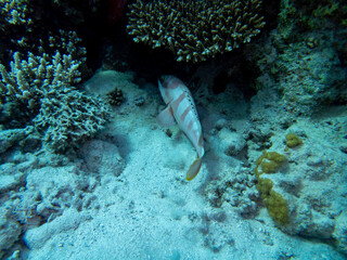 Bright inhabitants of the coral reef in the Red Sea, Egypt, Hurghada