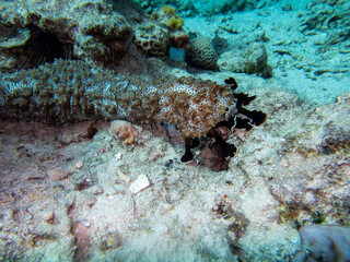 Bright inhabitants of the coral reef in the Red Sea, Egypt, Hurghada