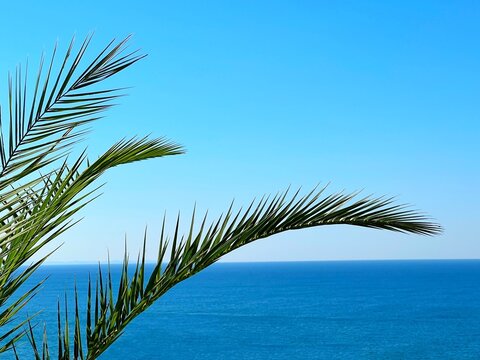 Palm tree leaves against blue sea and sky at summer.