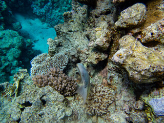 Bright inhabitants of the coral reef in the Red Sea, Egypt, Hurghada
