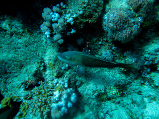 Fototapeta na wymiar Bright inhabitants of the coral reef in the Red Sea, Egypt, Hurghada