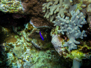 Bright inhabitants of the coral reef in the Red Sea, Egypt, Hurghada