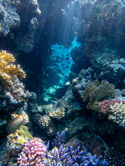 Naklejka na ściany i meble Bright inhabitants of the coral reef in the Red Sea, Egypt, Hurghada