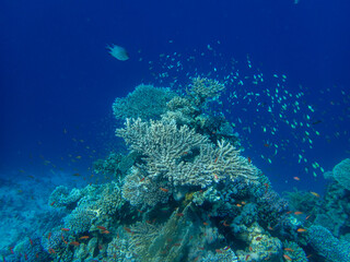 Bright inhabitants of the coral reef in the Red Sea, Egypt, Hurghada