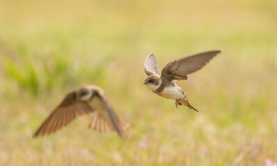 European sand martin (Riparia riparia)