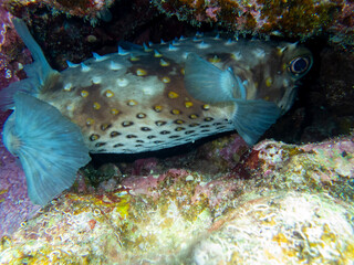 Bright inhabitants of the coral reef in the Red Sea, Egypt, Hurghada
