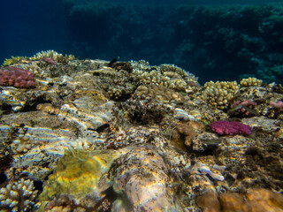 Bright inhabitants of the coral reef in the Red Sea, Egypt, Hurghada