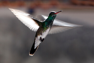 Hummingbird