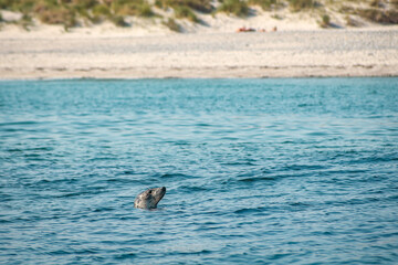 Fototapeta premium Helgoland