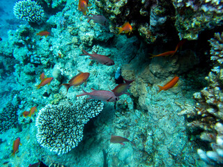 Bright inhabitants of the coral reef in the Red Sea, Egypt, Hurghada