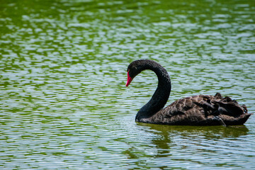 Fototapeta premium beautiful black swan in natural lake.