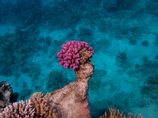 Bright inhabitants of the coral reef in the Red Sea, Egypt, Hurghada