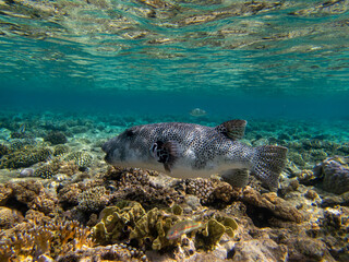 Fototapeta premium Bright inhabitants of the coral reef in the Red Sea, Egypt, Hurghada