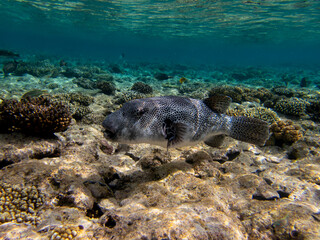 Bright inhabitants of the coral reef in the Red Sea, Egypt, Hurghada