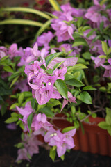 A Close up picture of Bougainvillea spectabilis flowers in Pink color against a shallow depth of field in a Home garden in India.