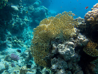 Naklejka na ściany i meble Bright inhabitants of the coral reef in the Red Sea, Egypt, Hurghada