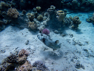 Bright inhabitants of the coral reef in the Red Sea, Egypt, Hurghada