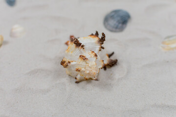 Fototapeta na wymiar Seashell on the sand close up. Sea concept. Selective focus on seashells.