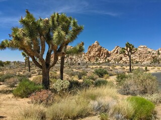 Joshua Trees (Yucca brevifolia) in the national park in California, USA