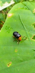 bug on a leaf