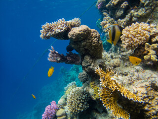 Bright inhabitants of the coral reef in the Red Sea, Egypt, Hurghada