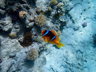 Fototapeta na wymiar Bright inhabitants of the coral reef in the Red Sea, Egypt, Hurghada