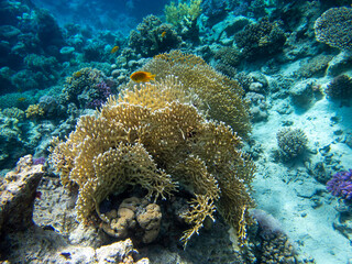 Bright inhabitants of the coral reef in the Red Sea, Egypt, Hurghada