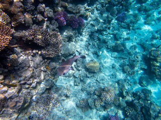 Bright inhabitants of the coral reef in the Red Sea, Egypt, Hurghada