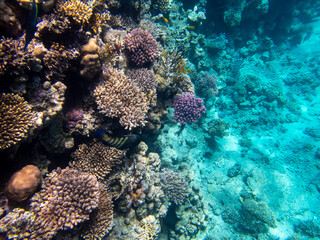 Bright inhabitants of the coral reef in the Red Sea, Egypt, Hurghada