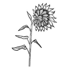 black and white sunflower isolated