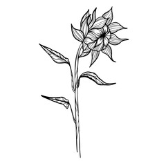 black and white sunflower