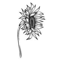 black and white sunflower isolated