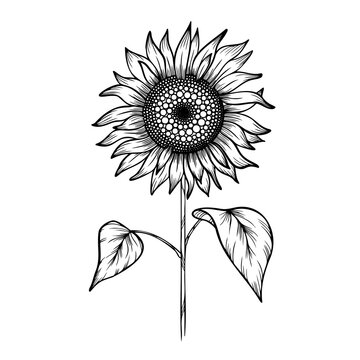 sunflower isolated on white, line art