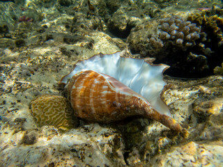 Mollusk in a large and beautiful shell against the background of corals of the Red Sea