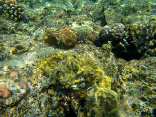 Mollusk in a large and beautiful shell against the background of corals of the Red Sea