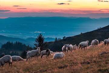 Herd of sheep grazing on a grassy hill against the mountain landscape of Germany during sunset