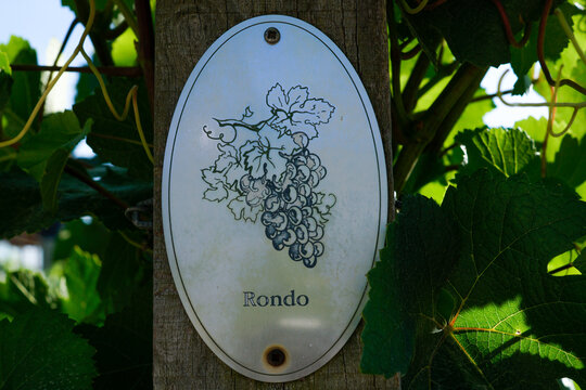 Vine plants with a "Rondo" sign on a vineyard. Rondo is a dark grape variety of vitis vinifera.