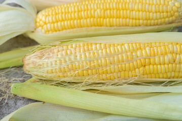 Yellow Sweet corn ears background