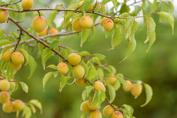 Hana peach fruit on the tree