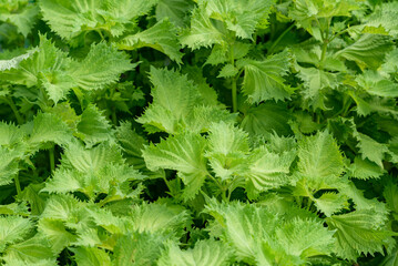Green Shiso, Perilla frutescens var. crispa