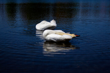 Pair of swans in the city pond