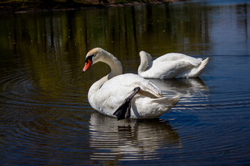 Pair of swans in the city pond